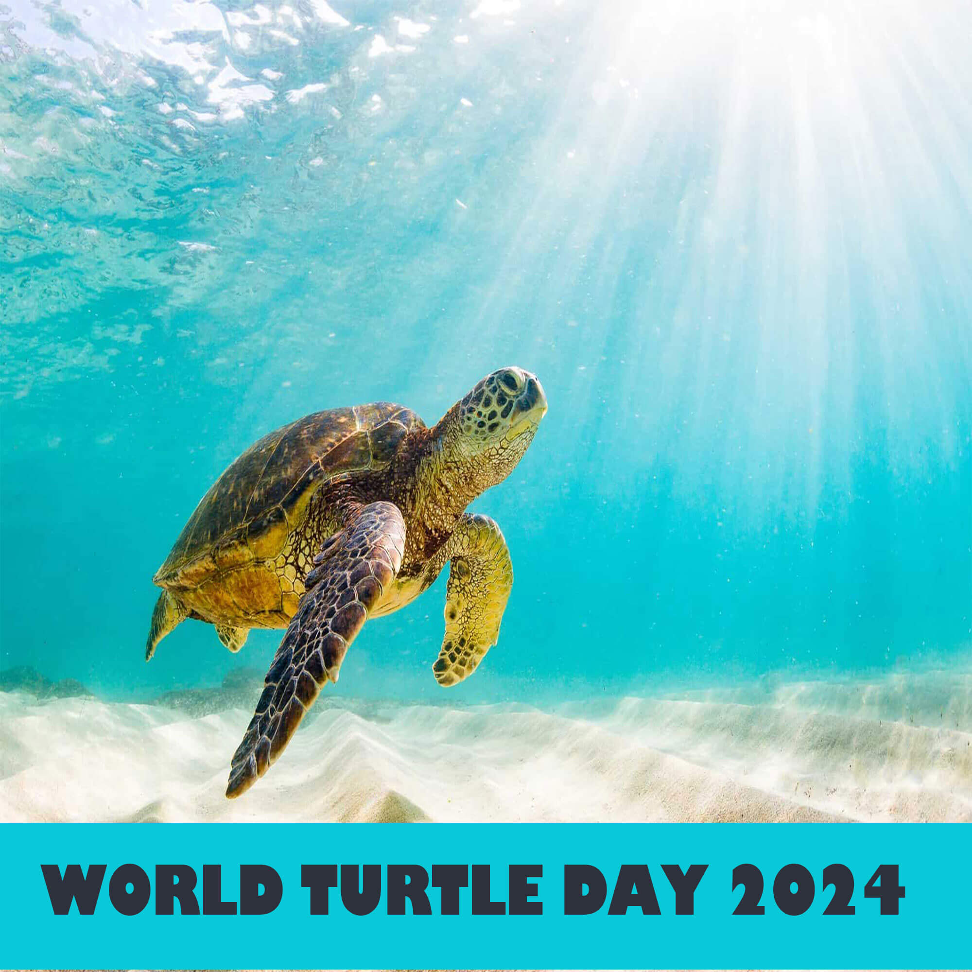 world turtle day