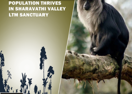 Lion-tailed Macaque Population Thrives in Sharavathi Valley LTM Sanctuary