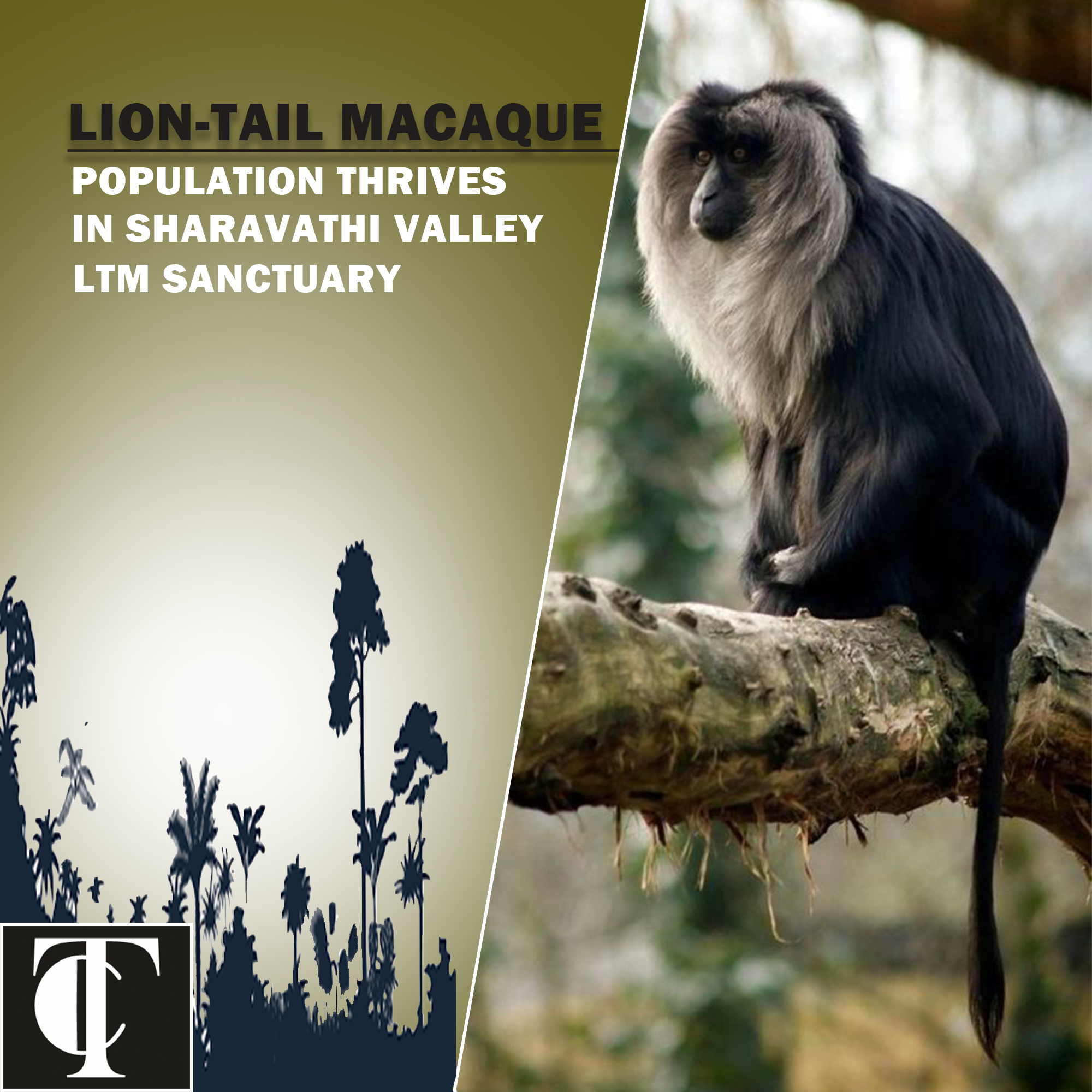 Lion-tailed Macaque Population Thrives in Sharavathi Valley LTM Sanctuary