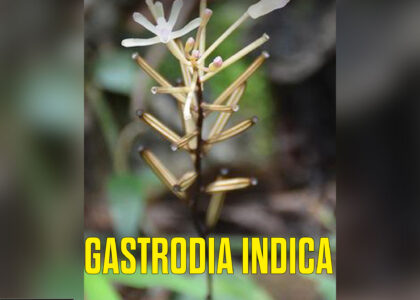 Gastrodia-Indica-assam-unique-flower.