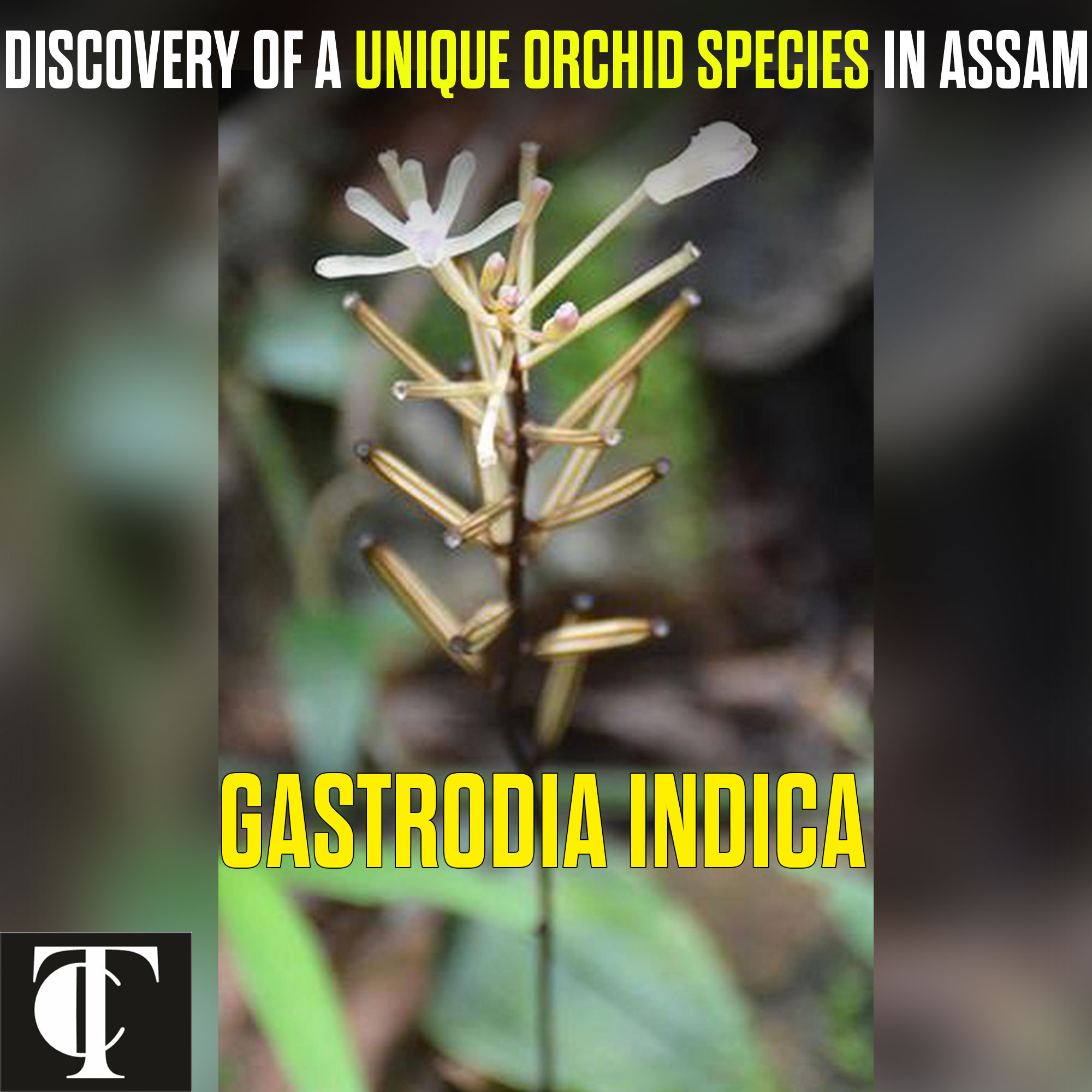 Gastrodia-Indica-assam-unique-flower.